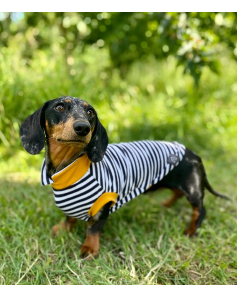 Dachshund Summer Weight Dog T-Shirt (Egg or Stripe)