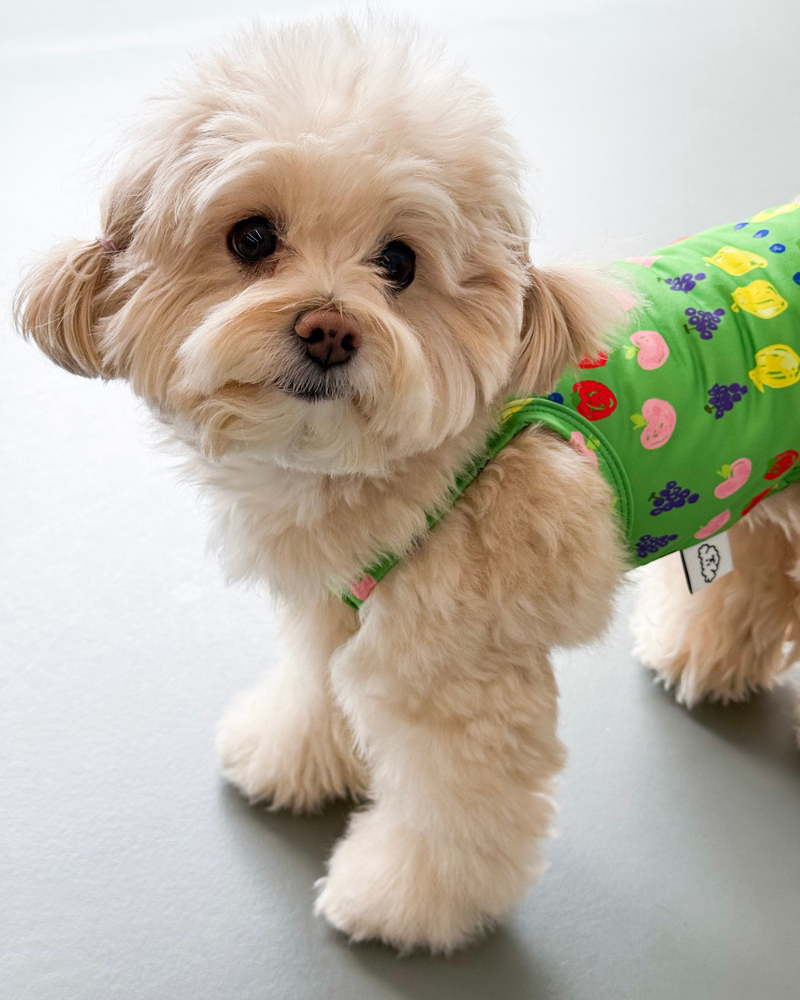 Fruit Juice Dog Cooling Tank (FINAL SALE)