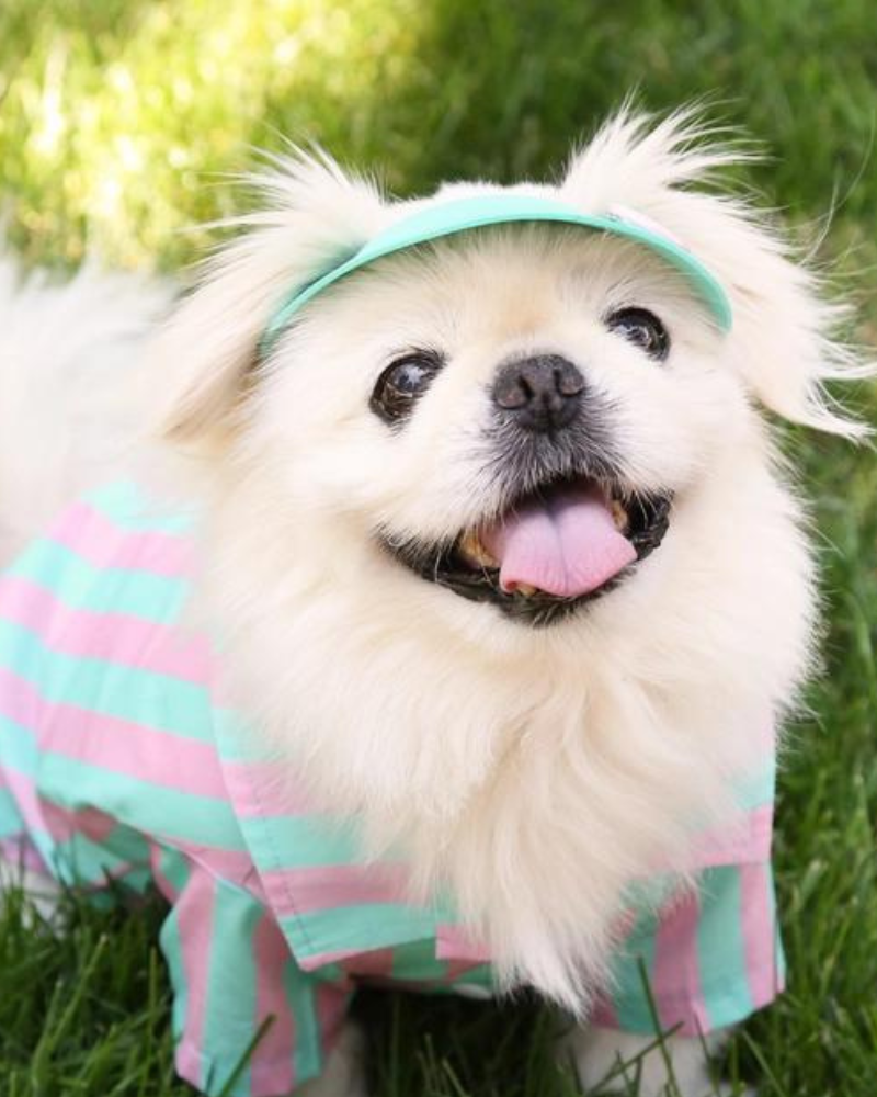 Stripey Poolside Button-Down Dog Shirt (Made in the USA) (FINAL SALE)