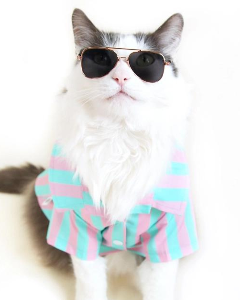 Stripey Poolside Button-Down Dog Shirt (Made in the USA) (FINAL SALE)