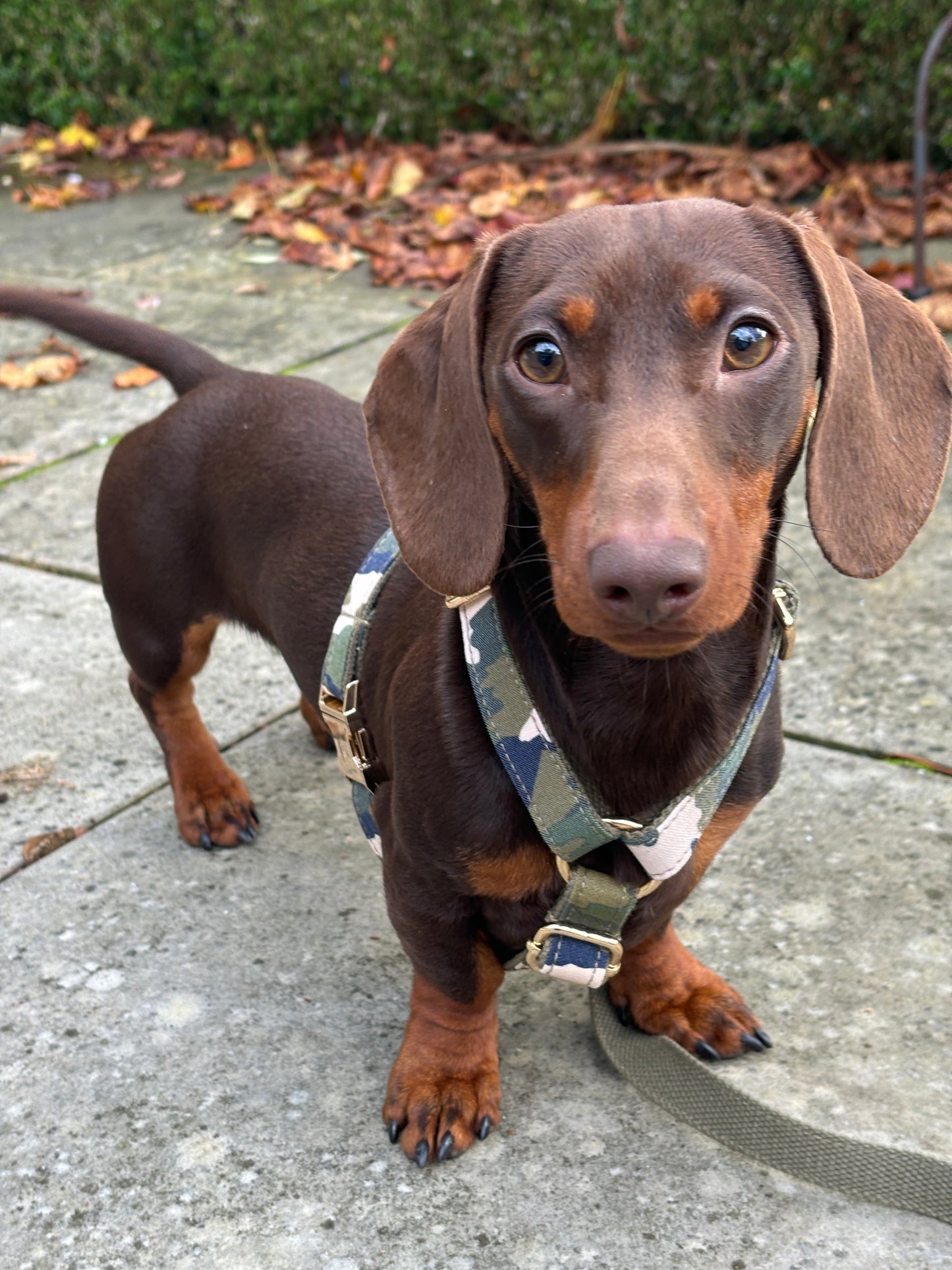 Camouflage Fully Adjustable Harness