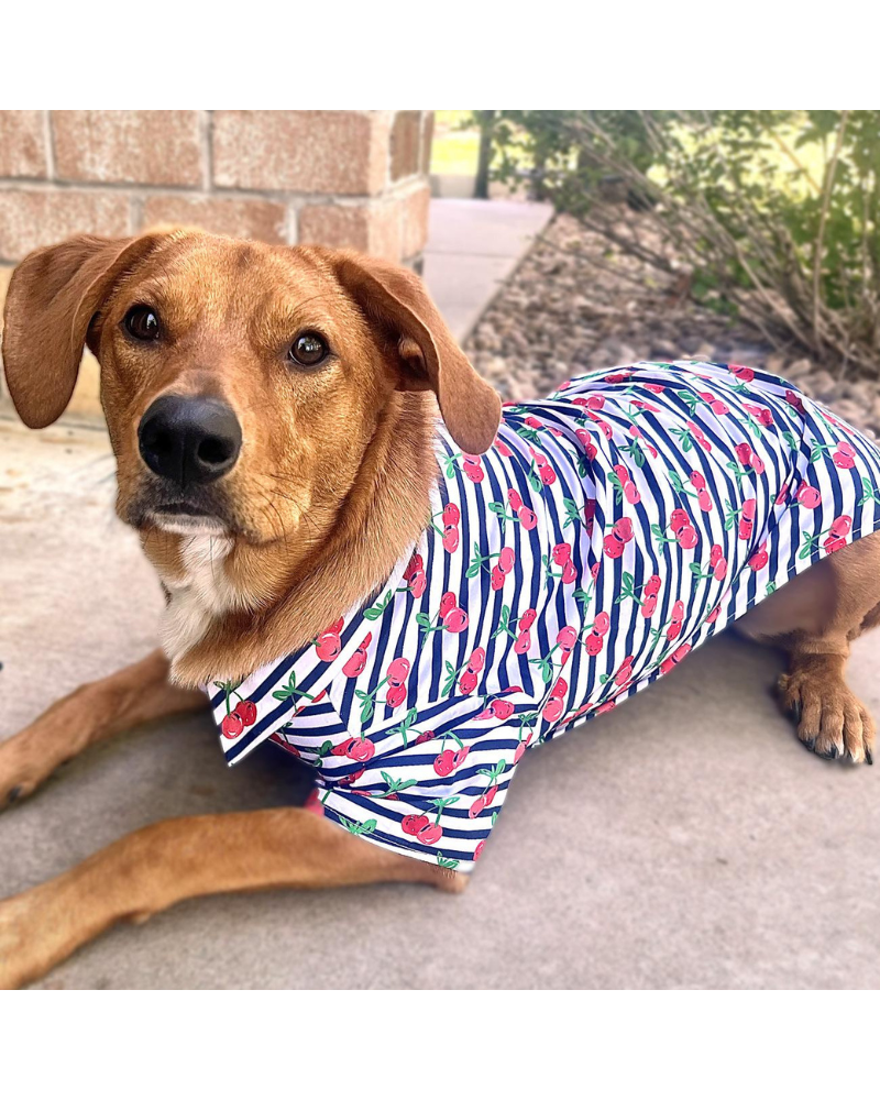 Cheerful Cherries Collared Dog Shirt (FINAL SALE)