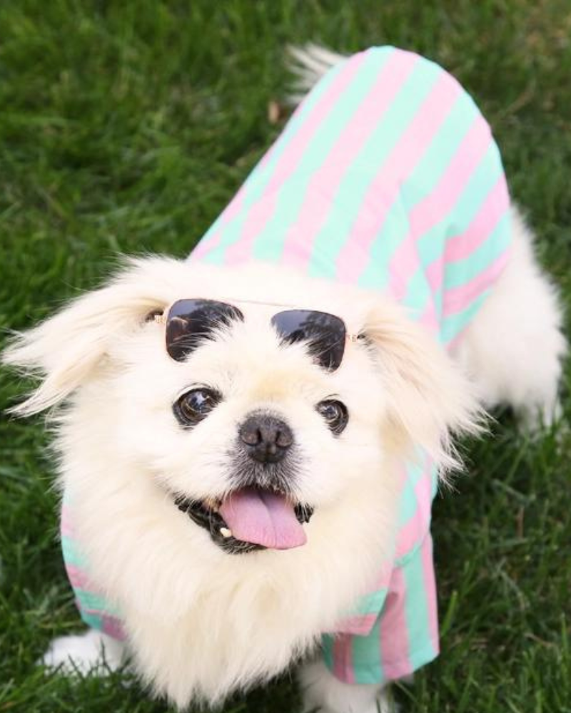Stripey Poolside Button-Down Dog Shirt (Made in the USA) (FINAL SALE)