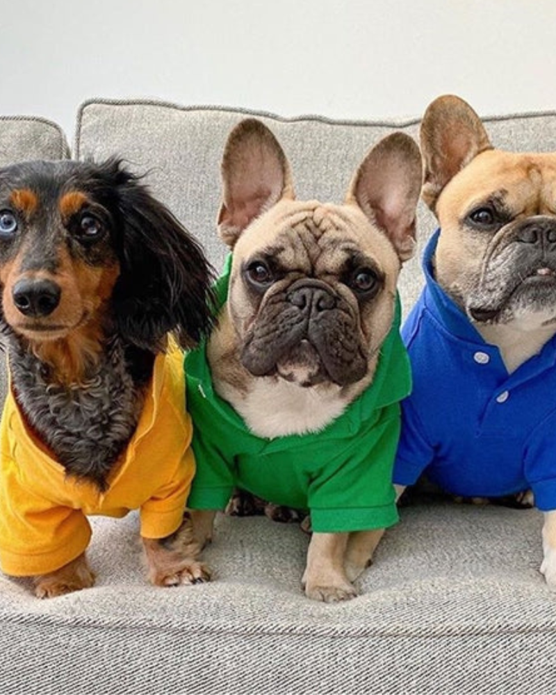 Dog Polo Shirt in Grass Green (FINAL SALE)