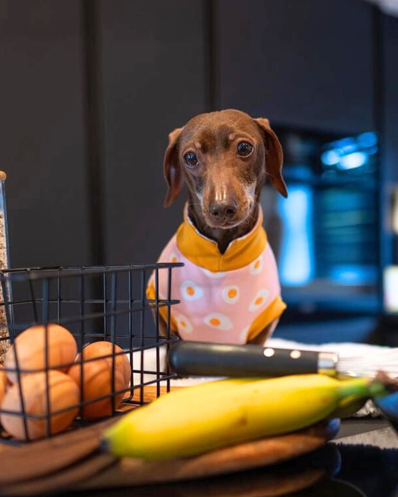Dachshund Summer Weight Dog T-Shirt (Egg or Stripe)
