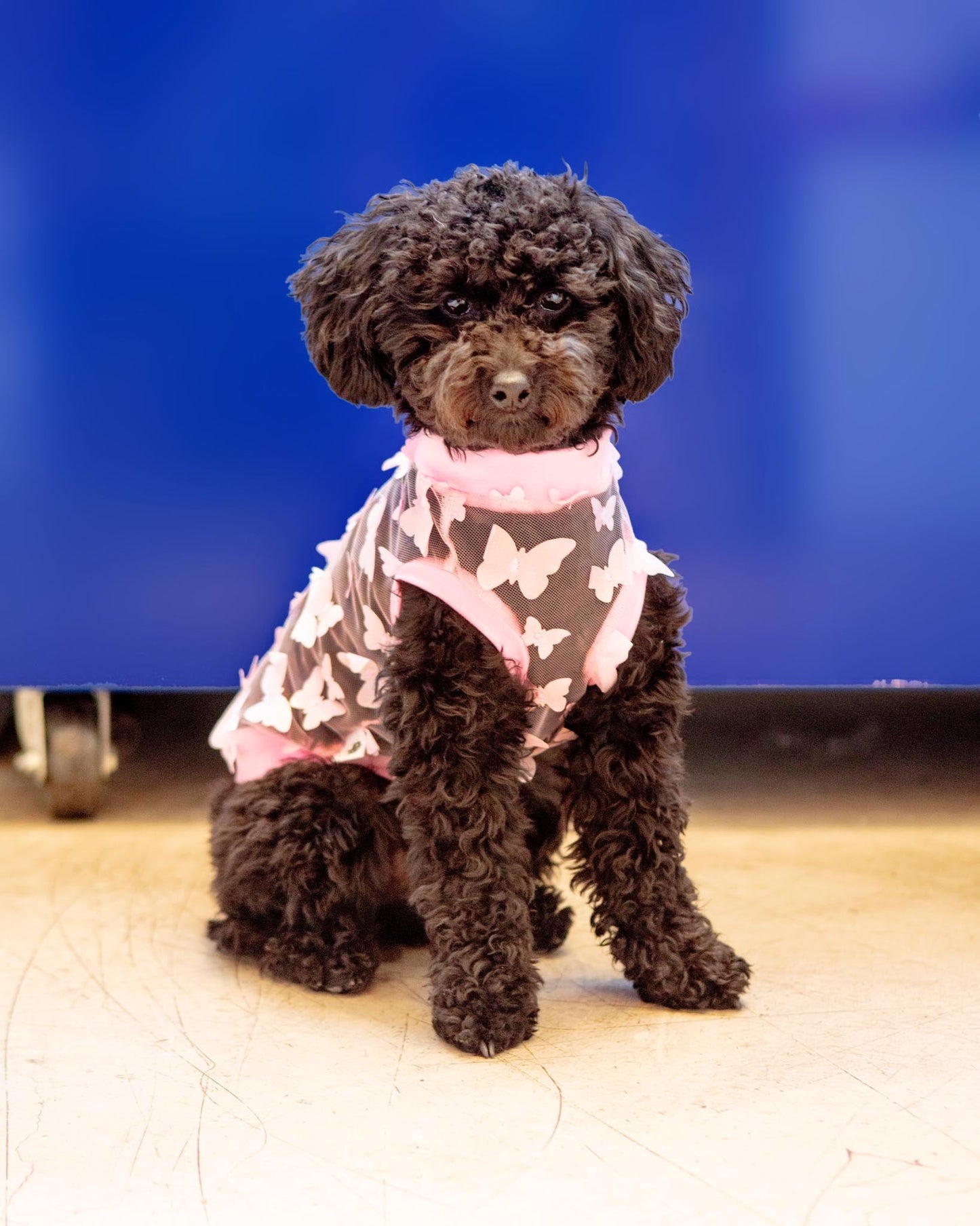 Butterfly Mesh Dog Shirt (Made in the USA) (FINAL SALE)