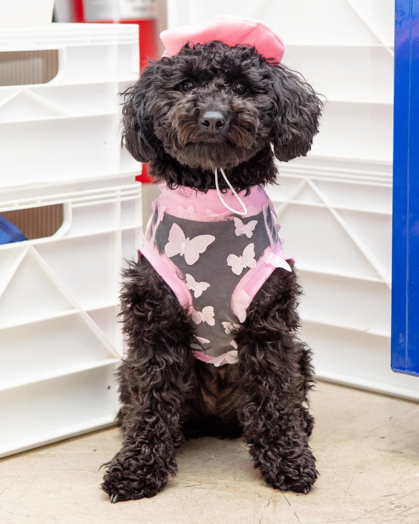 Butterfly Mesh Dog Shirt (Made in the USA) (FINAL SALE)