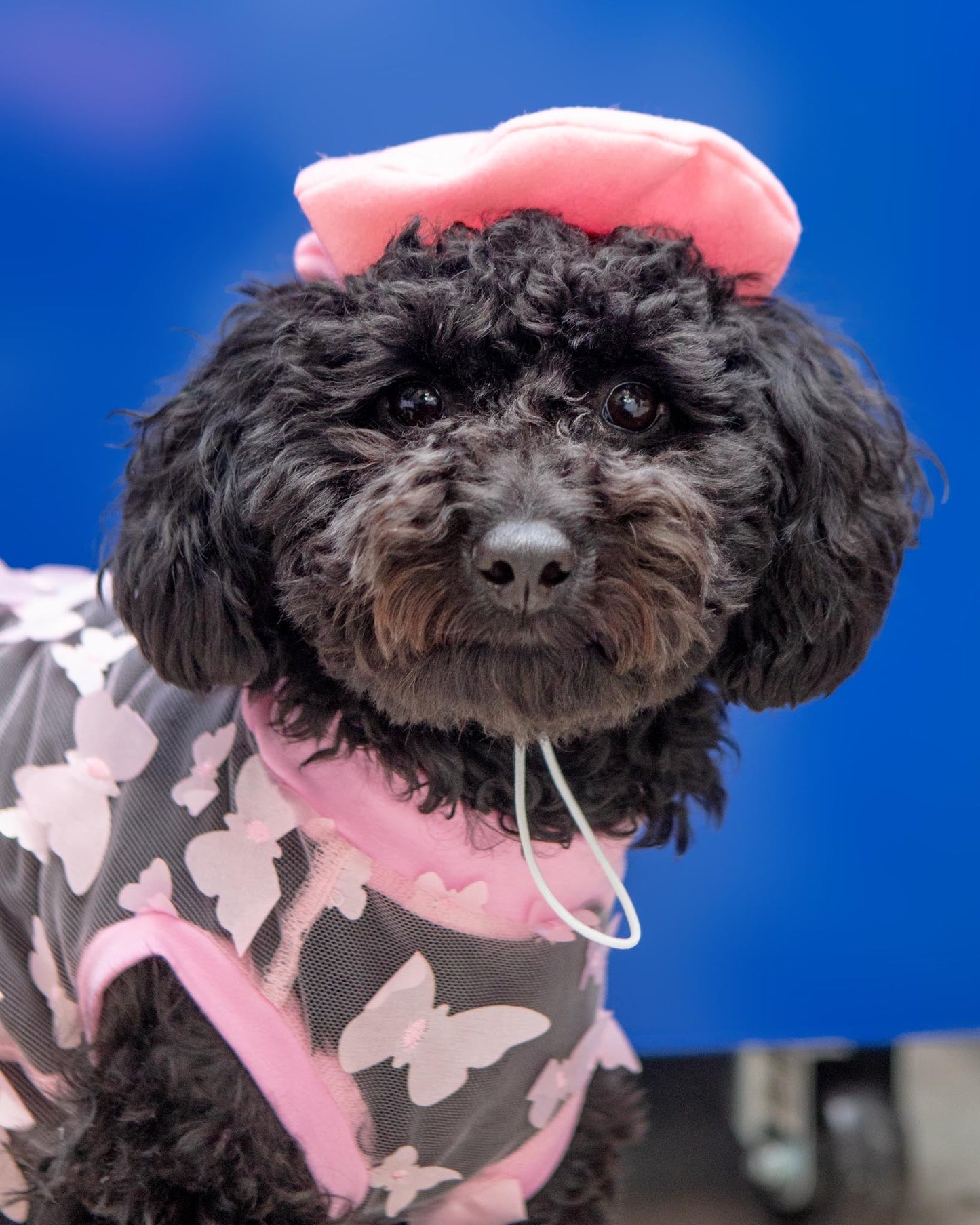 Butterfly Mesh Dog Shirt (Made in the USA) (FINAL SALE)