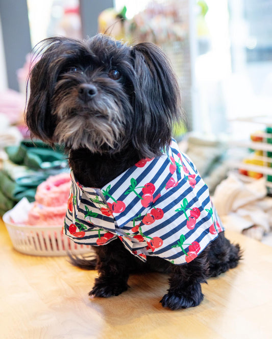 Cheerful Cherries Collared Dog Shirt (FINAL SALE)