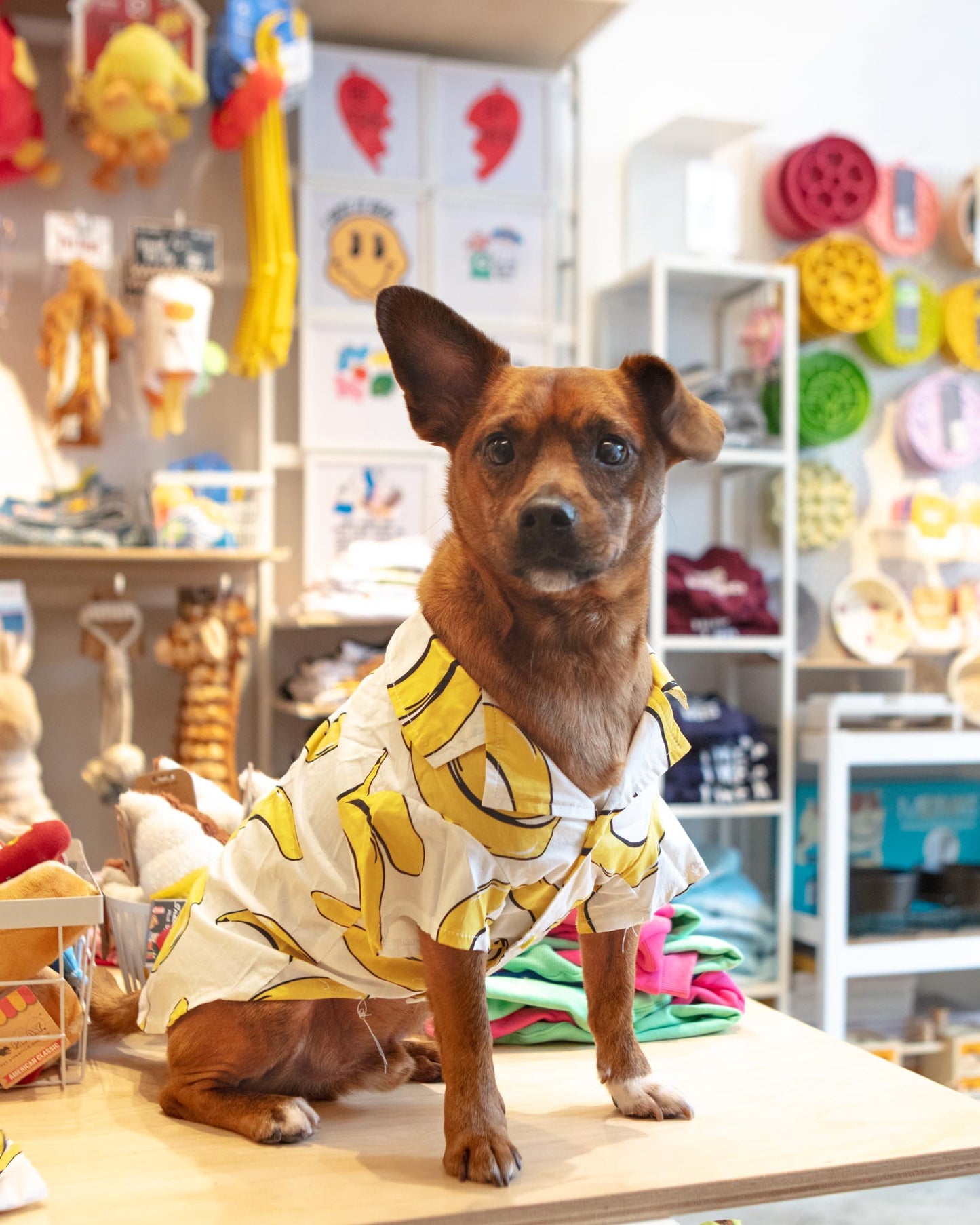 Banana Button Down Dog Shirt (FINAL SALE)
