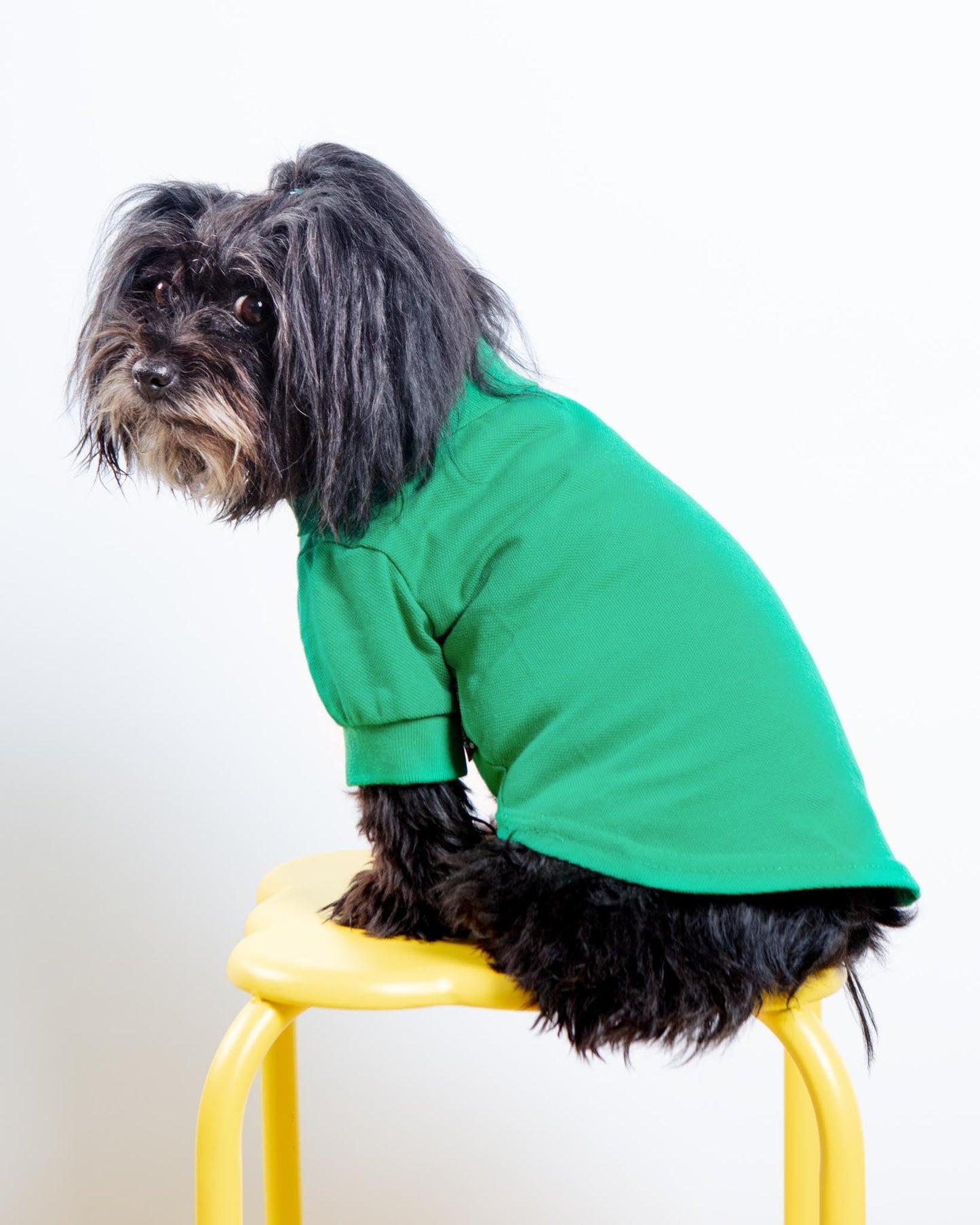 Dog Polo Shirt in Grass Green (FINAL SALE)