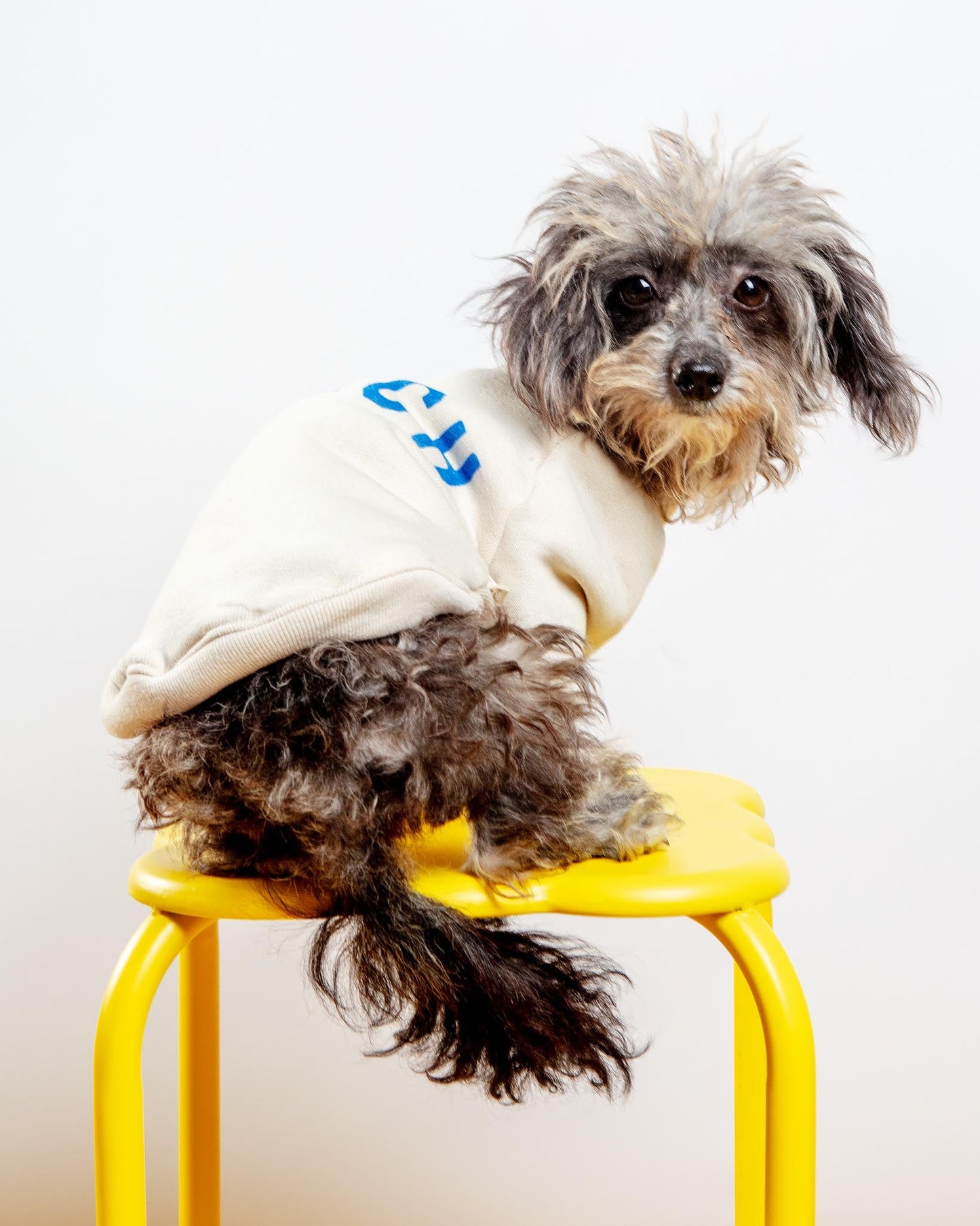 BEACH Dog Sweatshirt