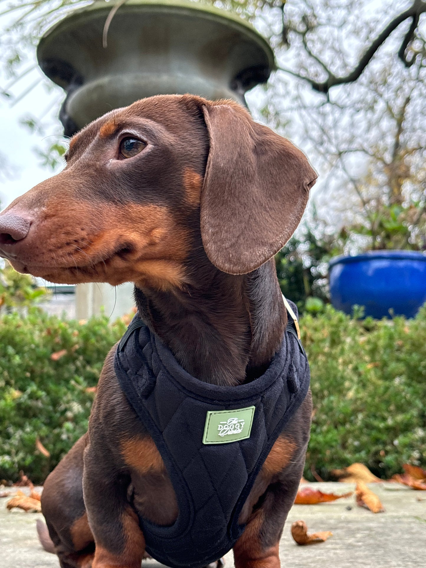 Black Quilted Velvet Harness