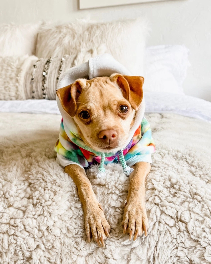 Tie Dye Dog Hoodie in Pastel Rainbow (FINAL SALE)